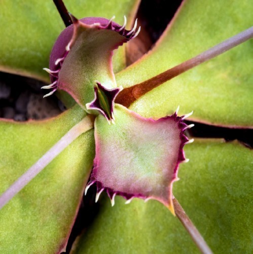 KALANCHOE SYNSEPALA