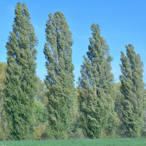 POPULUS NIGRA ITALICA