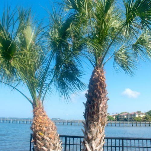 SABAL PALMETTO (CHOU PALMISTE)