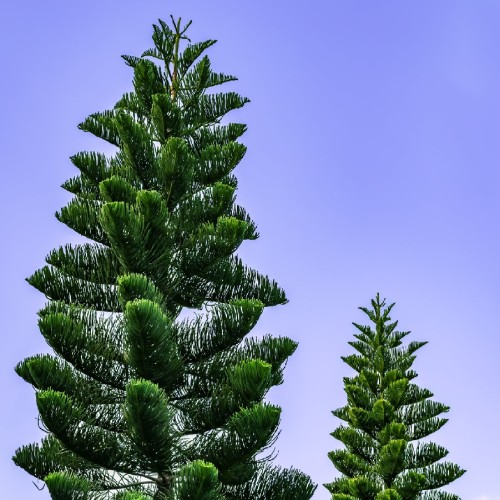 ARAUCARIA EXCELSA