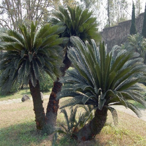 Variant 5