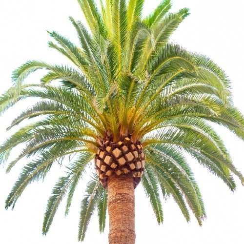 PHOENIX CANARIENSIS (DATTIER DES CANARIES)