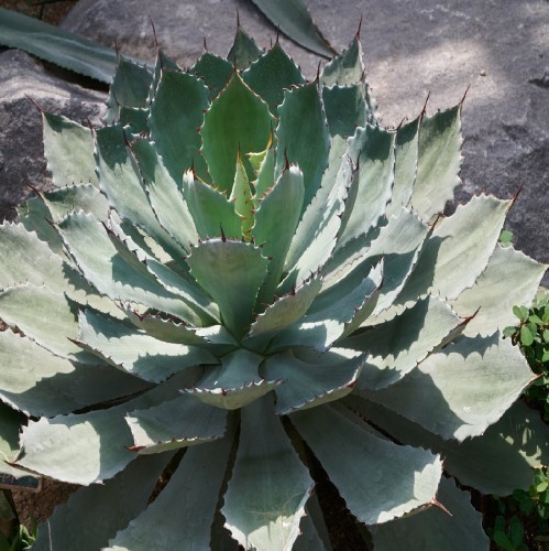 AGAVE POTATORUM