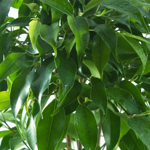 FICUS BENJAMINA