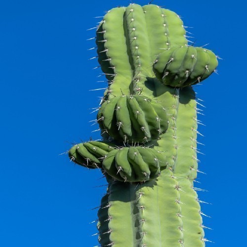 PACHYCEREUS WEBERII (TOUFFE)