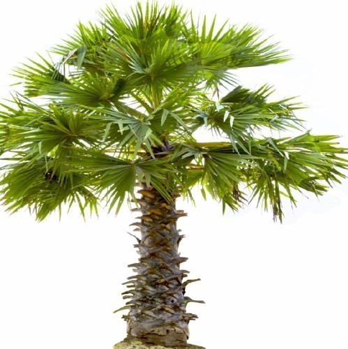 COPERNICIA ALBA
