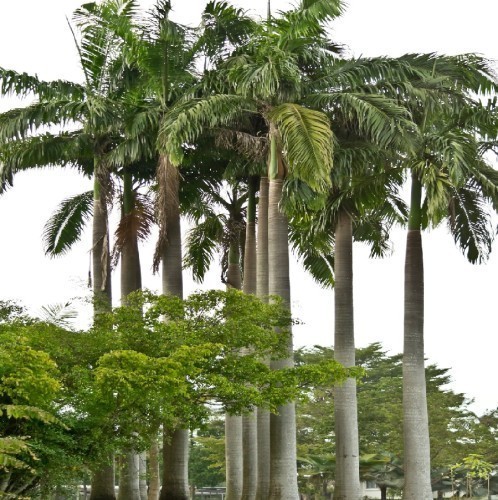 ROYSTONEA REGIA (PALMIER ROYAL DE CUBA)