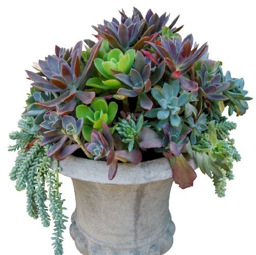 PLANTES GRASSES MIXTES