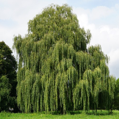 SALIX BABYLONICA (SAULE PLEUREUR)