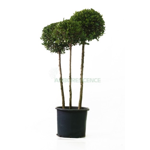 FICUS LAEVIGATA BOULE SUR TIGE