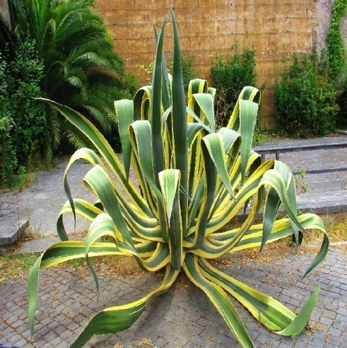AGAVE AMERICANA / VARIEGATA