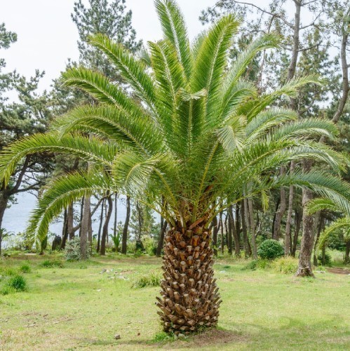 PHOENIX CANARIENSIS