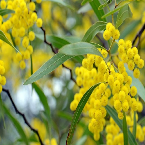 ACACIA RETINODES (MIMOSA 4 SAISONS)