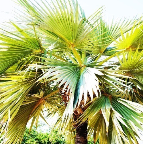 PRITCHARDIA HILLEBRANDII (PALMIER DE HAWAII)