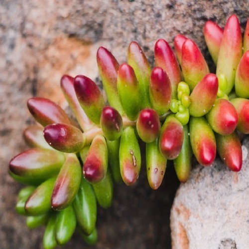 SEDUM RUBROTINCTUM
