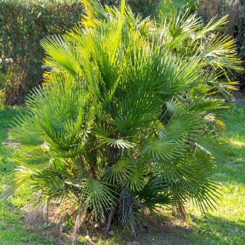 Variant 3