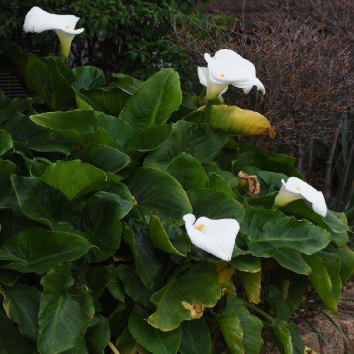 Variant 2
