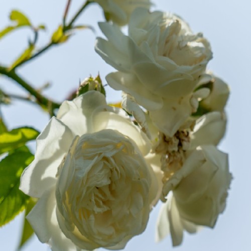 ROSIER FEE DES NEIGES