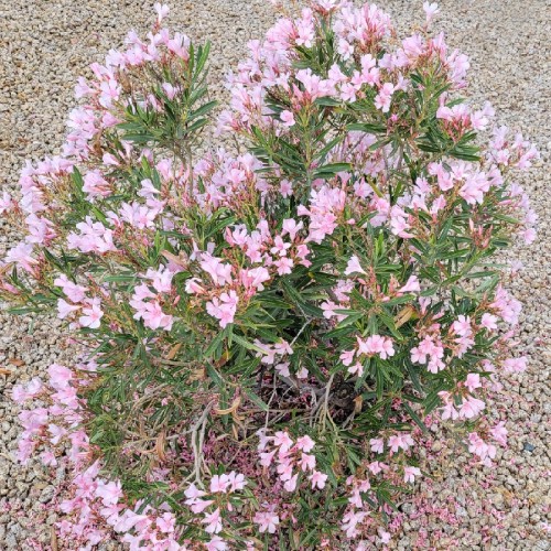 NERIUM OLEANDER