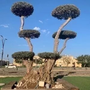 OLEA EUROPAEA 30-40 ANS (TOPIAIRE) (OLIVIER)