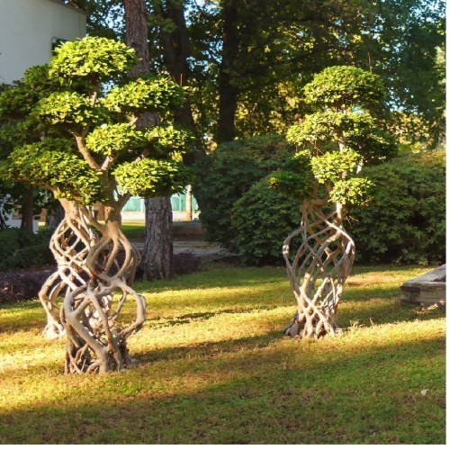 FICUS MICROCARPA STIPE TRISE