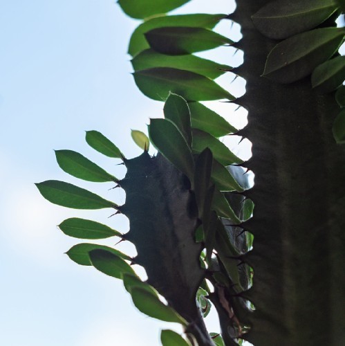 EUPHORBIA HERMENTHIANA