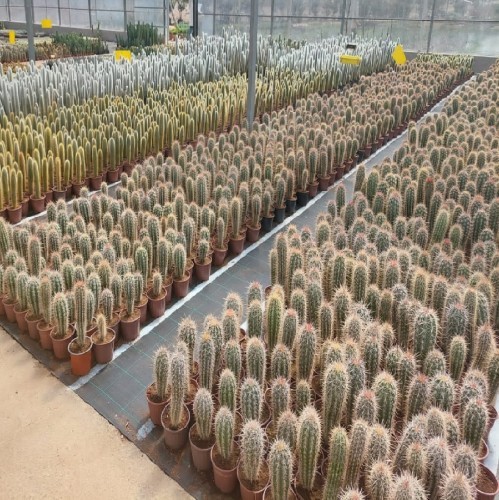 CACTUS