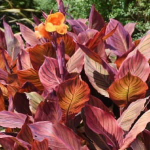 CANNA INDICA
