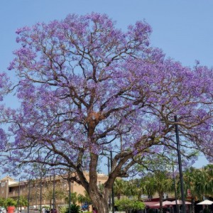 JACARANDA MIMOSIFOLIA