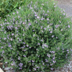 WESTRINGIA EREMICOLA (BOULE)