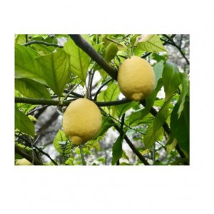 CITRUS MEDICA (CITRONNIER CEDRAT)