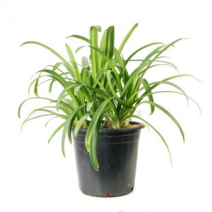 AGAPANTHUS UMBELLATUS