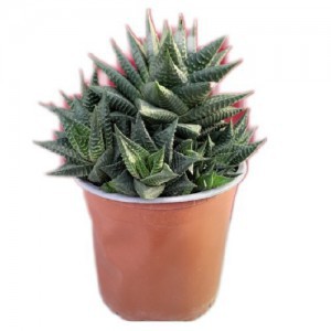 HAWORTHIA