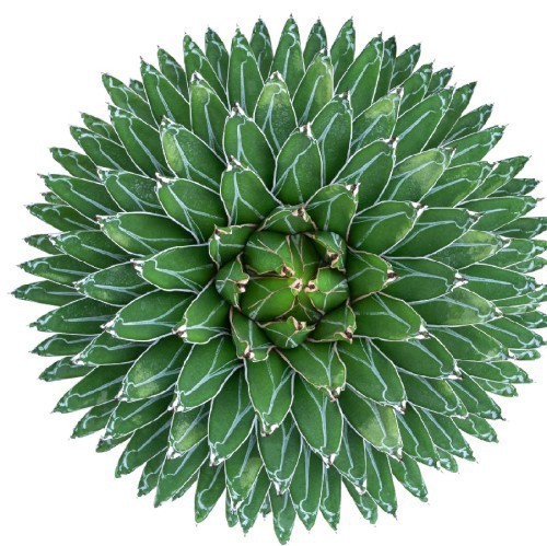Variant 4