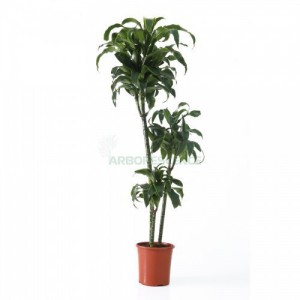 Variant 15