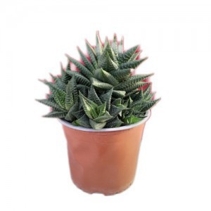 HAWORTHIA