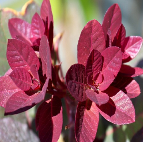 COTINUS COGGYGRIA