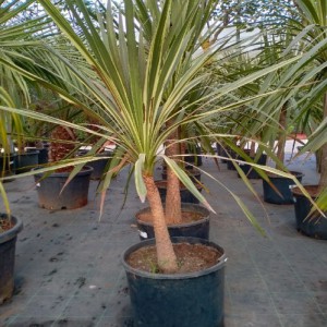 Variant 2
