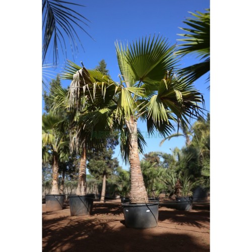 PRITCHARDIA HILLEBRANDII (PALMIER DE HAWAII)