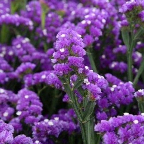 STATICE SINUATA