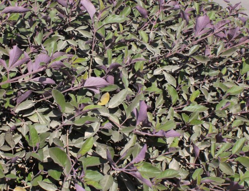 VITEX TRIFOLIA TOUFFE