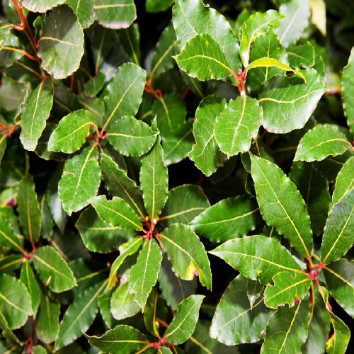 LAURUS NOBILIS (LAURIER SAUCE)