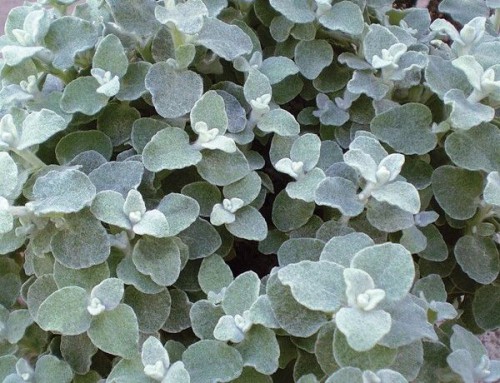 GNAPHALIUM