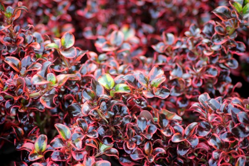 COPROSMA REPENS