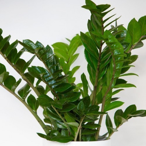 ZAMIOCULCAS ZAMIIFOLIA 10 PAP
