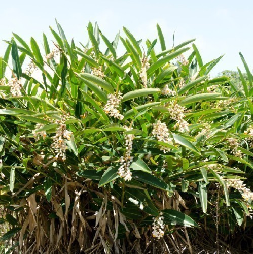ALPINIA ZERUMBET