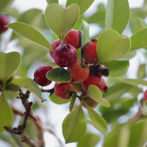 PSIDIUM LITTORALE (GOYAVIER-FRAISE)