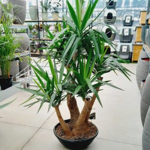 YUCCA VERTAKT