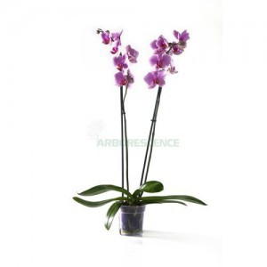 ORCHIDEE PHALAENOPSIS