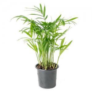CHAMAEDOREA ELEGANS